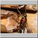 Perithous speculator - Schlupfwespe 01d 10mm-fdet03.jpg